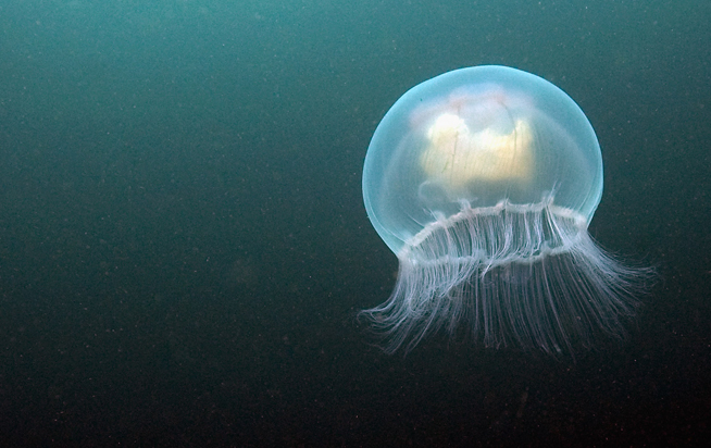 Jellyfish warning for Dubai (stock image)