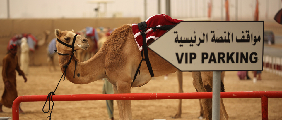 Camel boarding