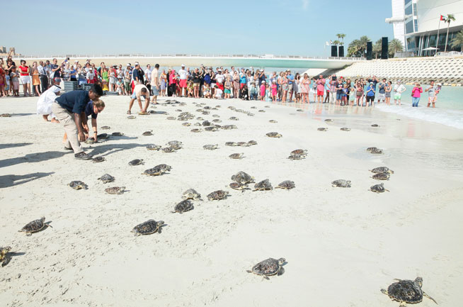 Dubai Turtle Rehab Project at Madinat Jumeirah and Burj Al Arab