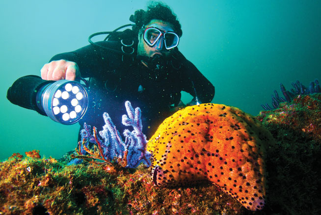 Diving in Oman