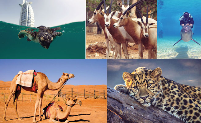 Into The Wild - where to see animals in UAE