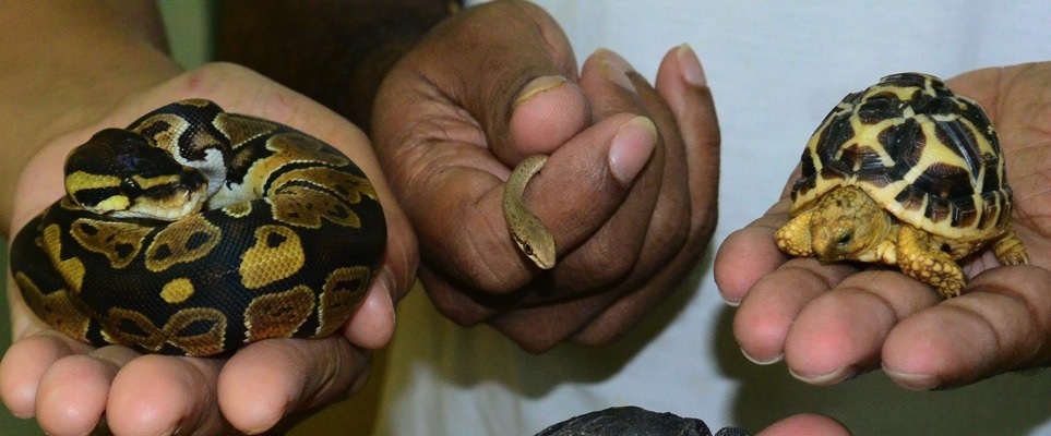 Reptile new-borns in Al Ain Zoo