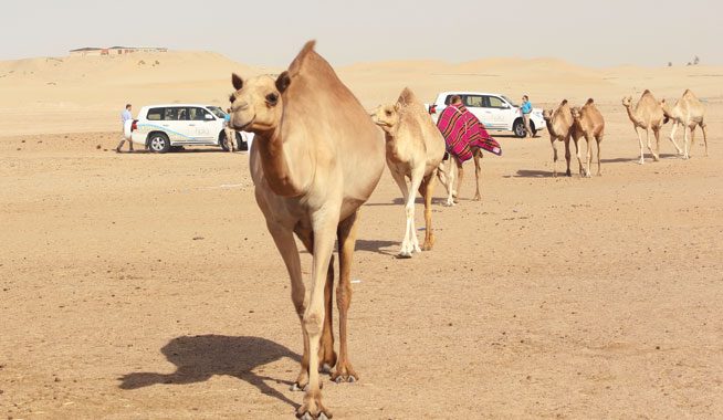 Desert Safari in UAE