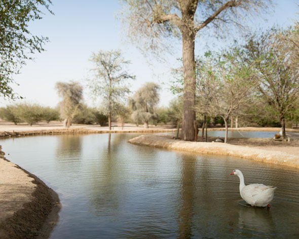 Wildlife at Al Qudra Lakes