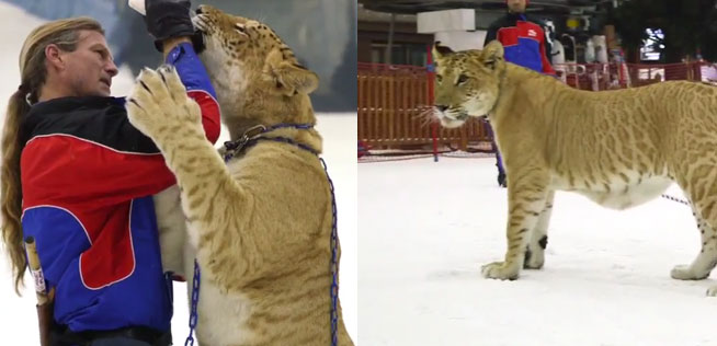 tiger in ski dubai