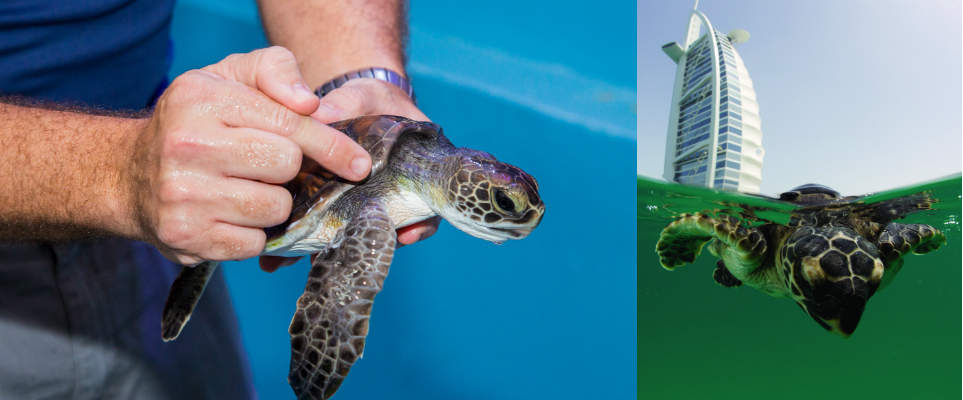 Turtle rehab featured