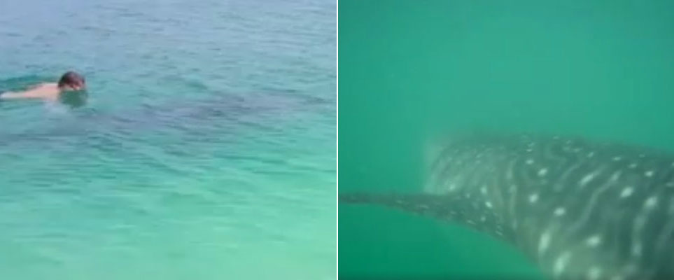 whale shark open beach