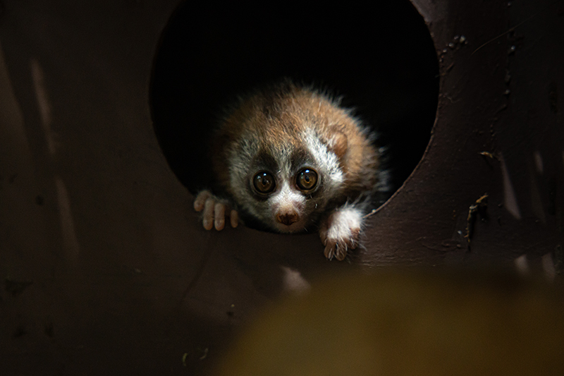 Green Planet - Slow Loris