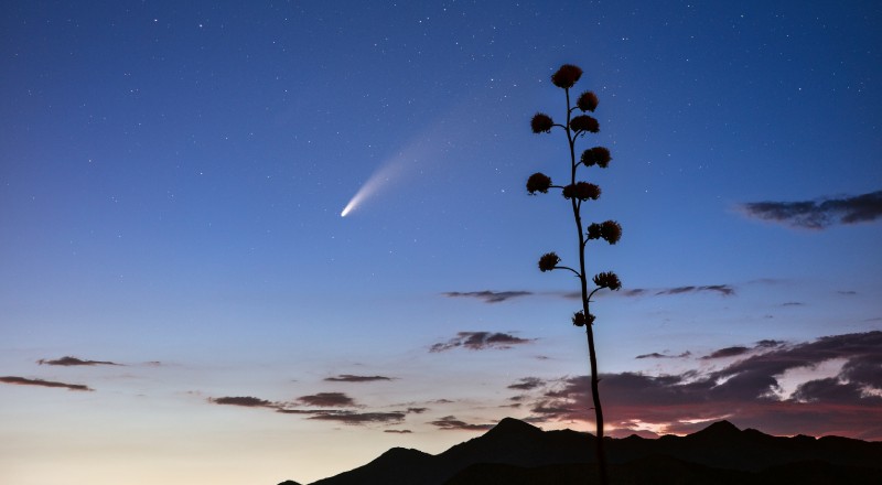 Neowise comet