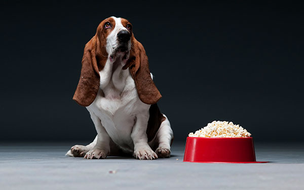 Dog with popcorn