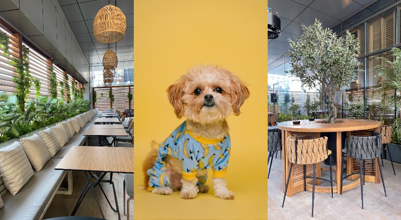 dog friendly restaurant dubai marina