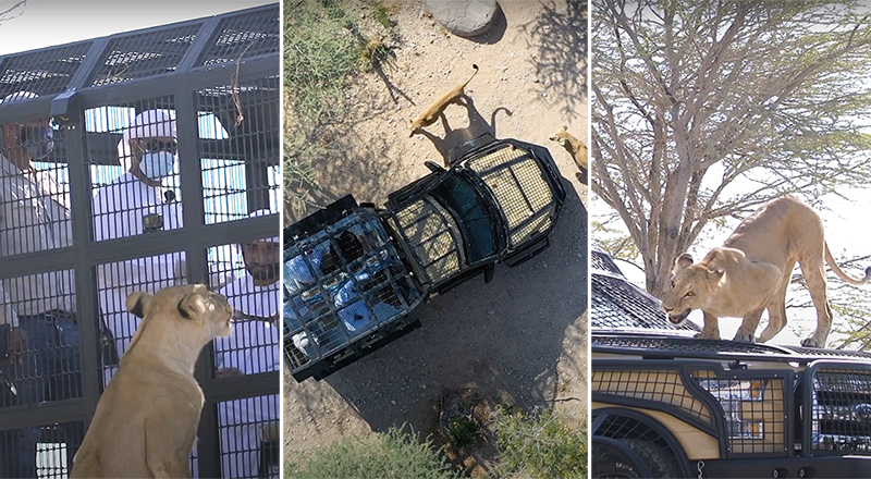 lions in al ain zoo safari