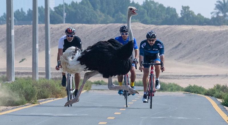 sheikh hamdan cycling ostrich