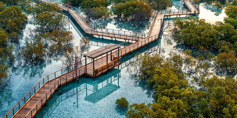 Mangroves abu Dhabi