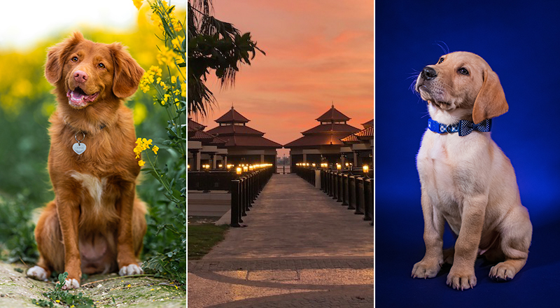 featured stray dog centre anantara