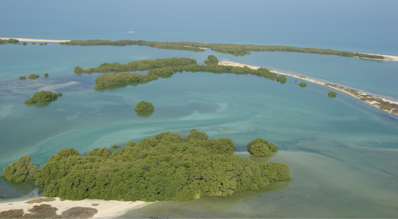 Mangroves