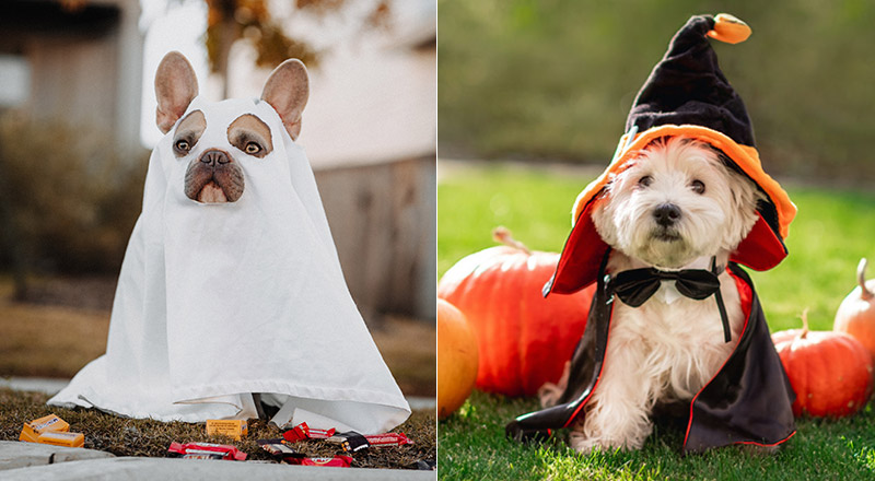 PET FRIENDLY HALLOWEEN BRUNCH in Dubai