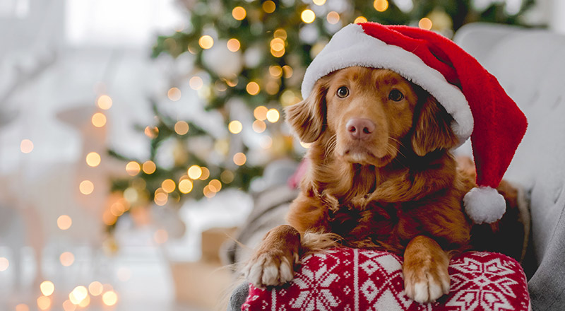 dog in santa hat